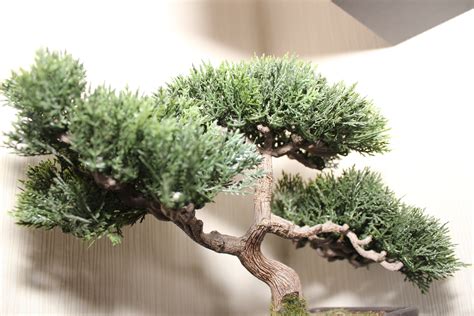 針葉植物盆栽